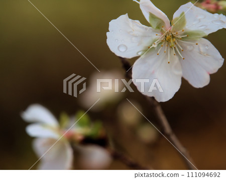 Winter cherry blossoms that bloomed in December 111094692