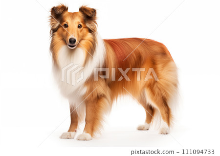 Full size portrait of Shetland Sheepdog dog Isolated on white background 111094733