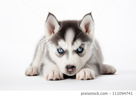 Full size portrait of Siberian Husky puppy Isolated on white background Full size portrait of Siberian Husky puppy Isolated on white background 111094741