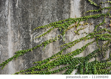 Boston Ivy Boston Ivy 111094840
