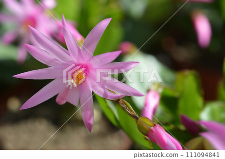 Easter cactus Easter cactus 111094841