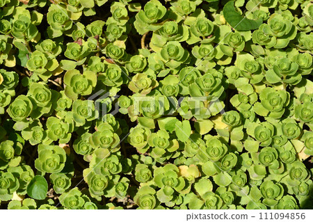 Two-row stonecrop Two-row stonecrop 111094856