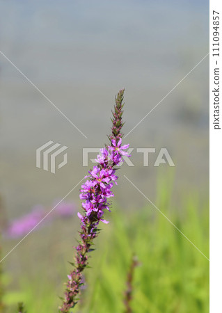 Purple loosestrife 111094857