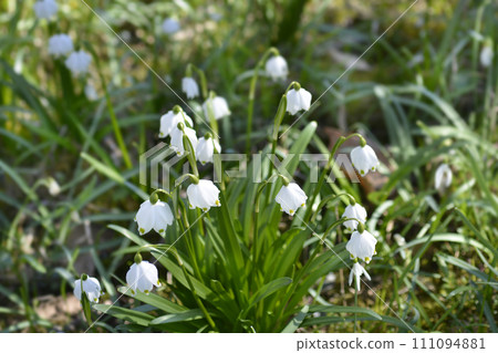 Spring snowflake 111094881