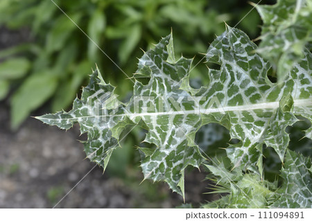 Milk thistle Milk thistle 111094891