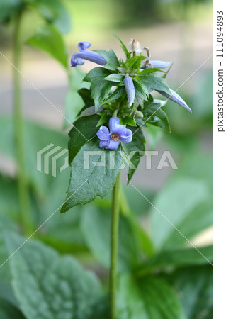 Tube clematis Tube clematis 111094893