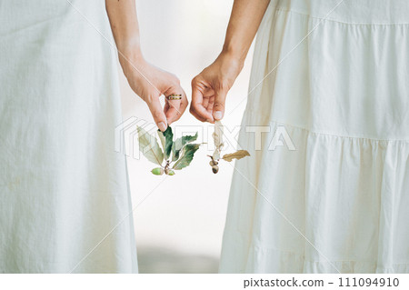Hands of two girls in white dresses holding acorns 111094910