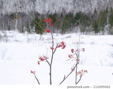 Rowan berries shine bright red in the snowy field under the cold sky Rowan berries shine bright red in the snowy field under the cold sky 111095002