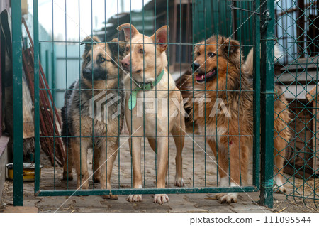 Dogs waiting for adoption in animal shelter. Homeless dogs in the shelter. Dogs waiting for adoption in animal shelter. Homeless dogs in the shelter. 111095544