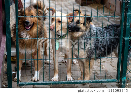 Dogs waiting for adoption in animal shelter. Homeless dogs in the shelter. Dogs waiting for adoption in animal shelter. Homeless dogs in the shelter. 111095545