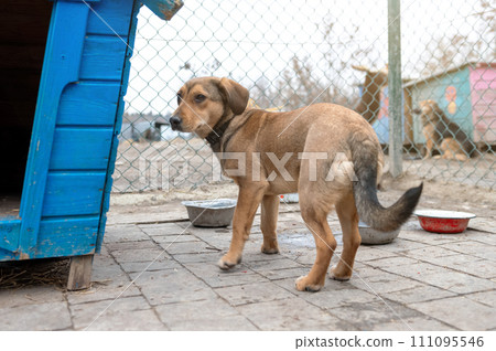 Dog waiting for adoption in animal shelter. Homeless dog in the shelter. Dog waiting for adoption in animal shelter. Homeless dog in the shelter. 111095546