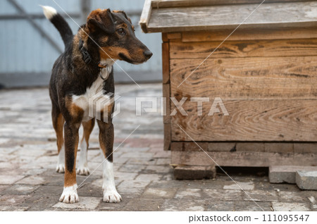 Dog waiting for adoption in animal shelter. Homeless dog in the shelter. Dog waiting for adoption in animal shelter. Homeless dog in the shelter. 111095547