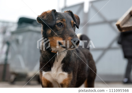 Dog waiting for adoption in animal shelter. Homeless dog in the shelter. 111095566