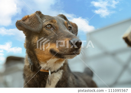 Dog waiting for adoption in animal shelter. Homeless dog in the shelter. Dog waiting for adoption in animal shelter. Homeless dog in the shelter. 111095567