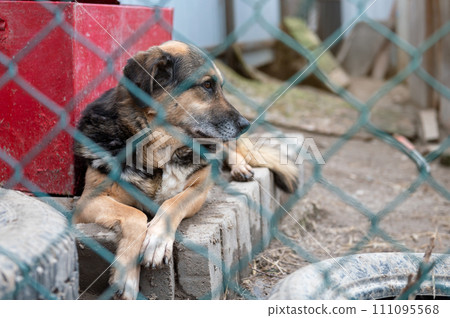 Dog waiting for adoption in animal shelter. Homeless dog in the shelter. Dog waiting for adoption in animal shelter. Homeless dog in the shelter. 111095568