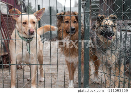 Dogs waiting for adoption in animal shelter. Homeless dogs in the shelter. Dogs waiting for adoption in animal shelter. Homeless dogs in the shelter. 111095569