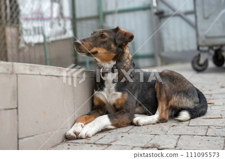 Dog waiting for adoption in animal shelter. Homeless dog in the shelter. Dog waiting for adoption in animal shelter. Homeless dog in the shelter. 111095573