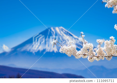 富士和櫻花 富士和櫻花 111095711