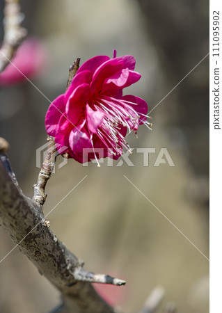 Close up of red plum blossoms 111095902