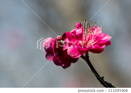 紅色李子開花的春天花 111095906