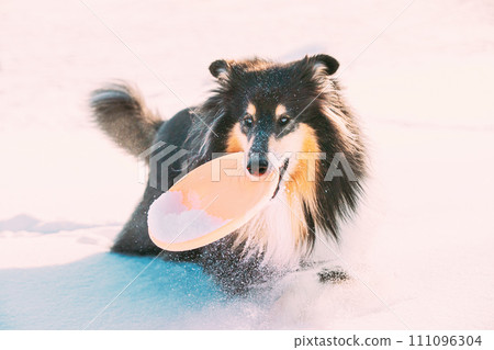 Shetland Sheepdog, Sheltie, Curious Collie Dog Playing Frisbee Freestyle. Playful Pet Outdoors Winter Season. Pet Friendship Concept Shetland Sheepdog, Sheltie, Curious Collie Dog Playing Frisbee Freestyle. Playful Pet Outdoors Winter Season. Pet Friendship Concept 111096304