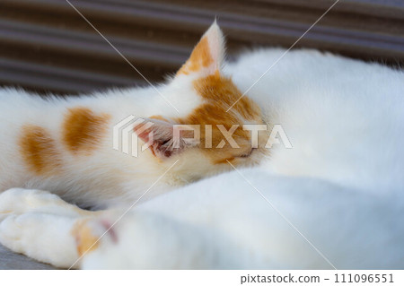 I'm breastfeeding. mother cat and kittens I'm breastfeeding. mother cat and kittens 111096551