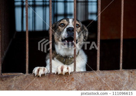 Stray dog in animal shelter waiting for adoption. Homeless dog in the shelter. 111096615