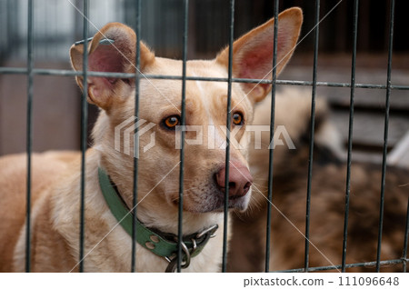 Stray dog in animal shelter waiting for adoption. Homeless dog in the shelter. 111096648