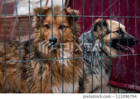 Stray dog in animal shelter waiting for adoption. Homeless dog in the shelter. 111096794