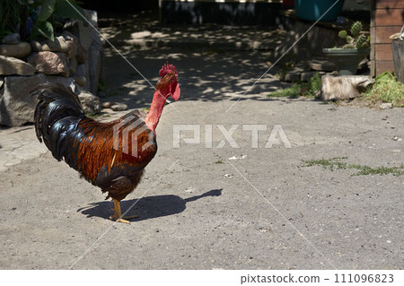 The ginger red red rooster is the owner,boss of the rural yard 111096823