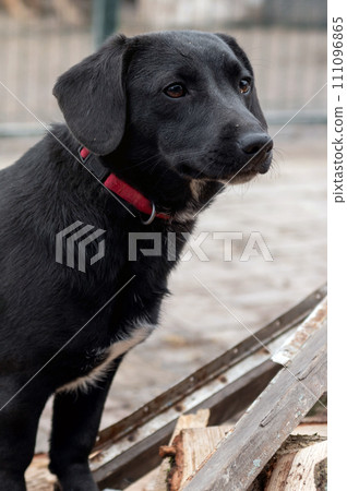 Dog waiting for adoption in animal shelter. Homeless dog in the shelter. Dog waiting for adoption in animal shelter. Homeless dog in the shelter. 111096865