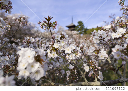 Ninwa cherry blossom stage Ninwa cherry blossom stage 111097122