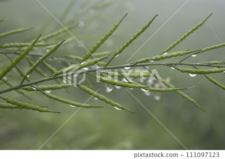 Dew droplets on green mustard pod in the morning 111097123