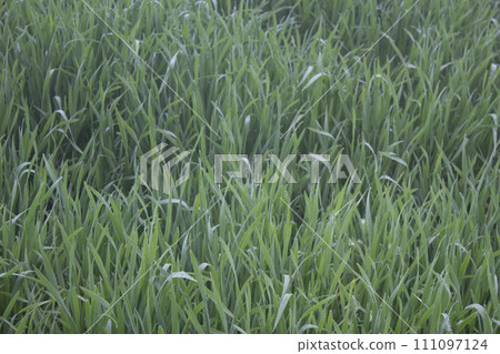 close up of green wheat plants background. close up of green wheat plants background. 111097124