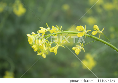 Mustard flower blossoms in the field Mustard flower blossoms in the field 111097125