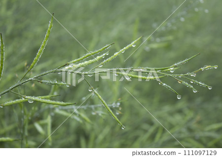 close up of wet mustard pod with dew drops close up of wet mustard pod with dew drops 111097129