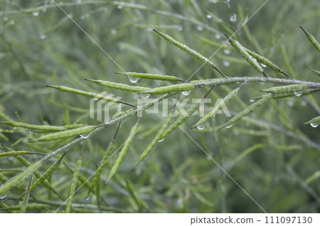 Dew droplets on green mustard pod in the field Dew droplets on green mustard pod in the field 111097130