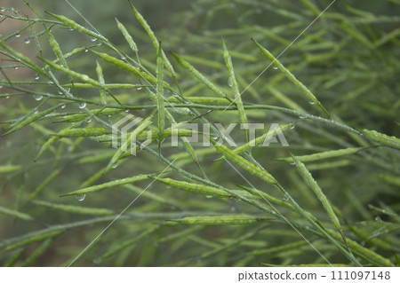 Green mustard pod with dew drops in the morning 111097148