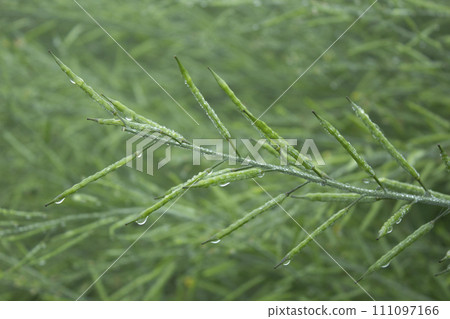 Green mustard pod with drops of dew in the morning 111097166