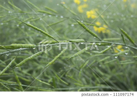 Green mustard pod in the field Green mustard pod in the field 111097174