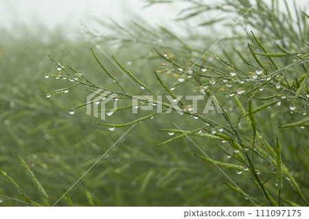 Water droplets on the green mustard pod, close-up 111097175