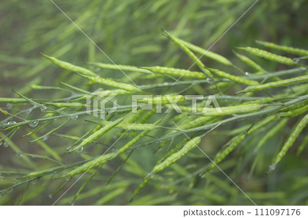 Close-up of green mustard pod with dew drops on it. 111097176