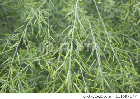 Close up of green mustard pod Close up of green mustard pod 111097177