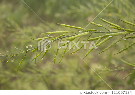 Water droplets on the green mustard pod 111097184