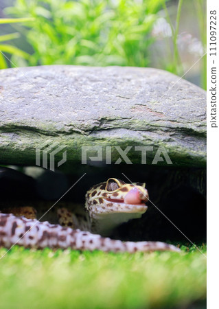 Leopa's daily life Leopa Leopa's daily life Leopa 111097228