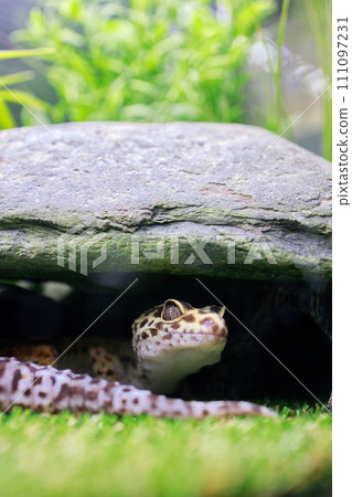 萊奧帕的日常生活 萊奧帕 111097231