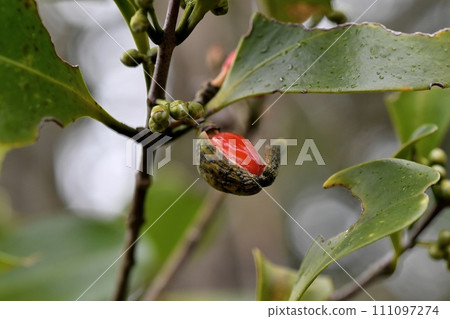 木麗石水果 111097274