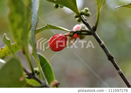 木麗石水果 111097276