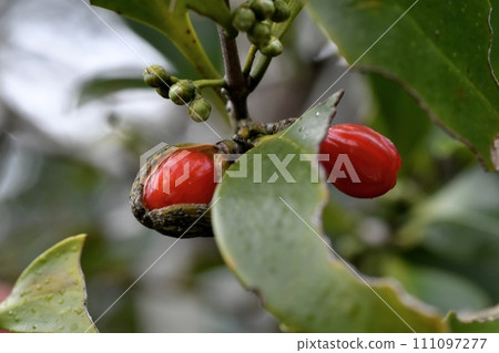 木麗石水果 111097277