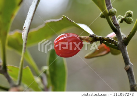 木麗石水果 111097278